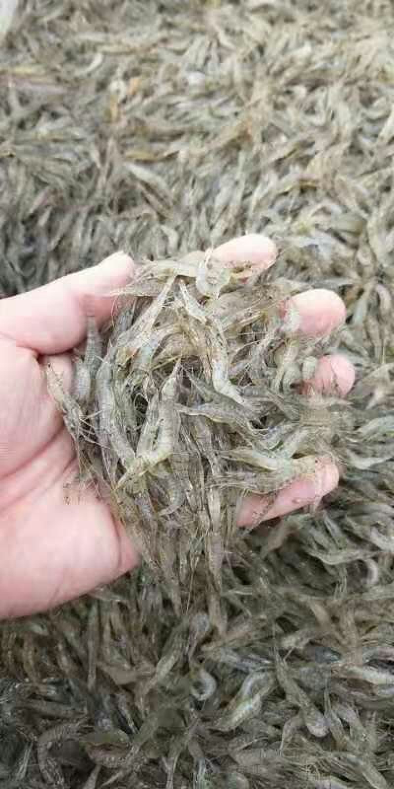 河虾，河虾，鲜活河虾，河虾，河虾