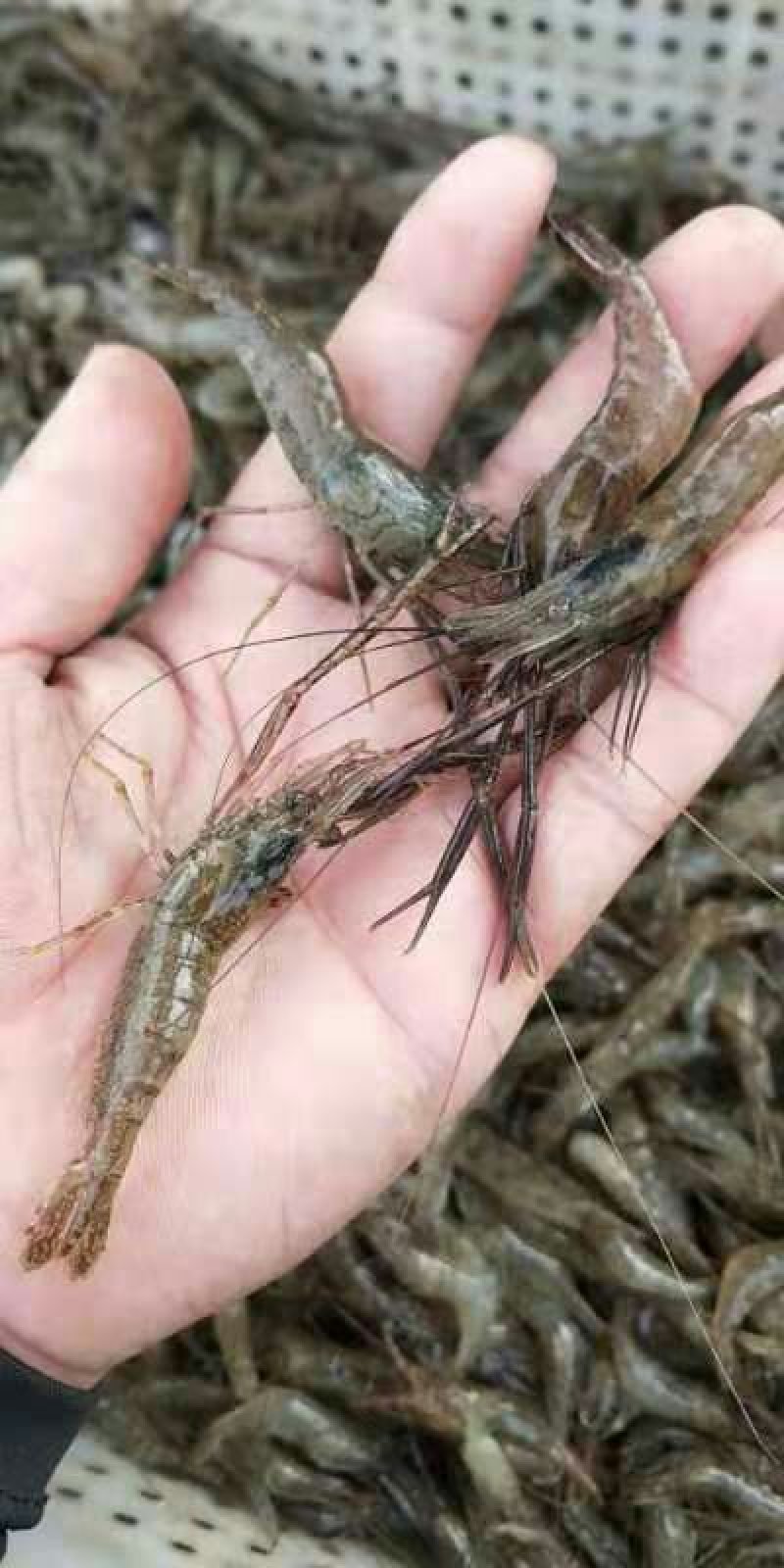 河虾，河虾，鲜活河虾，河虾，河虾