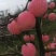 红富士苹果