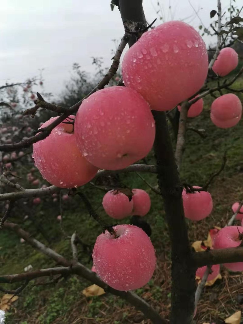 红富士苹果