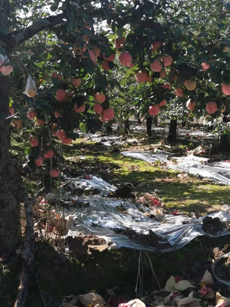 红富士苹果