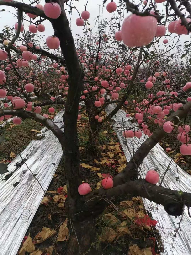 红富士苹果