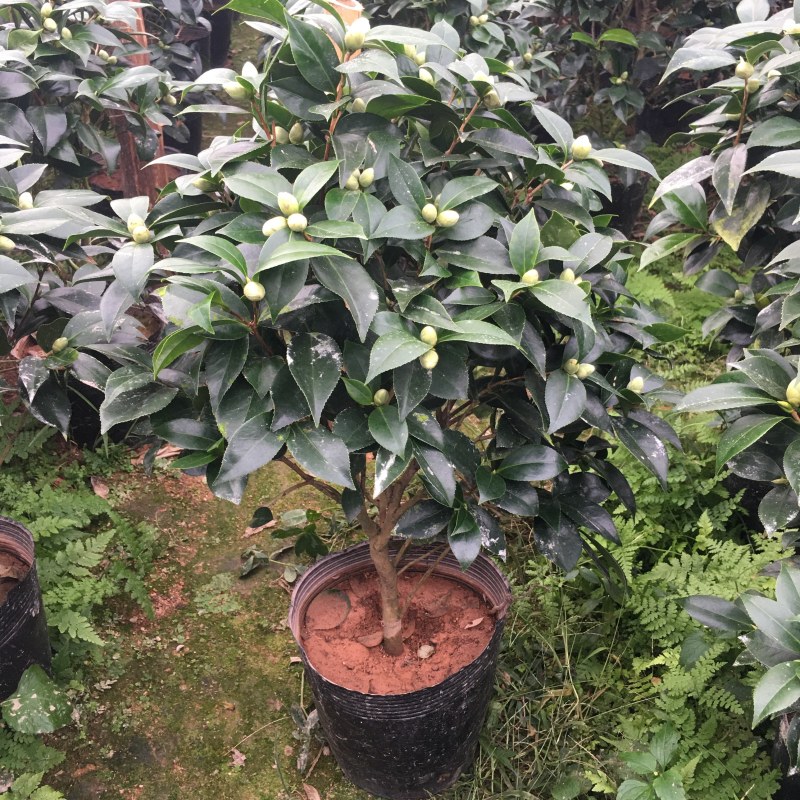 山茶花五色赤丹茶花一树多色产地直销批发供应