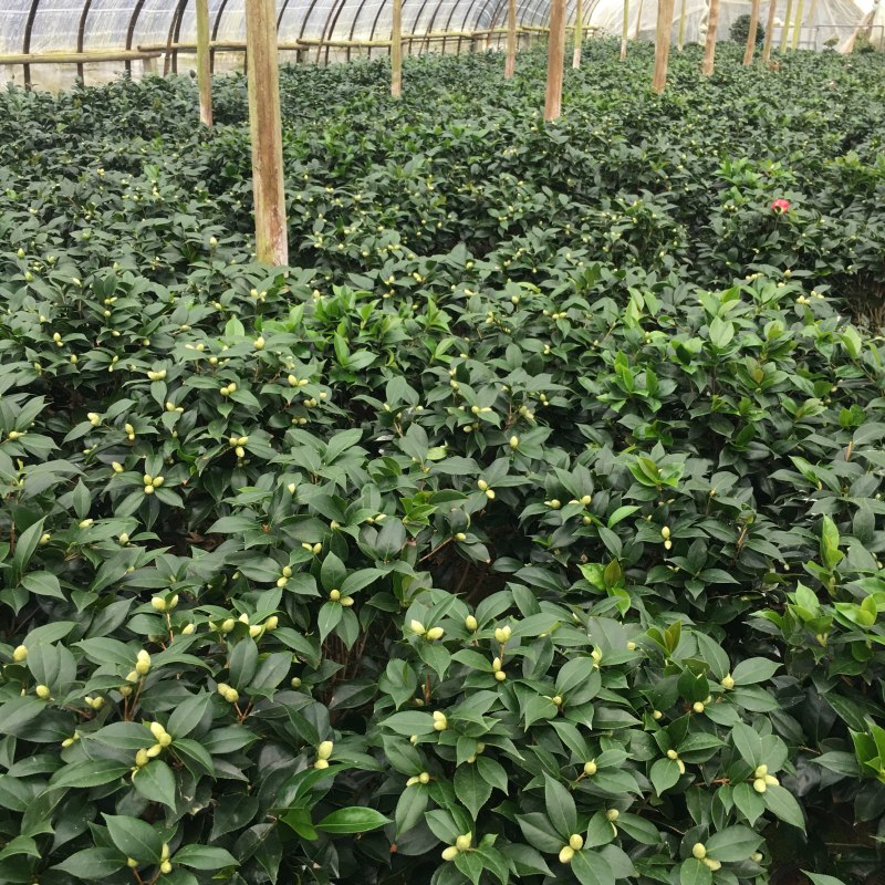 山茶花五色赤丹茶花一树多色产地直销批发供应