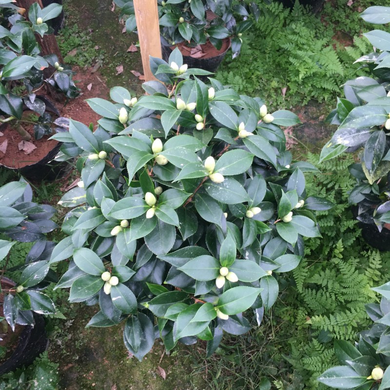 山茶花五色赤丹茶花一树多色产地直销批发供应