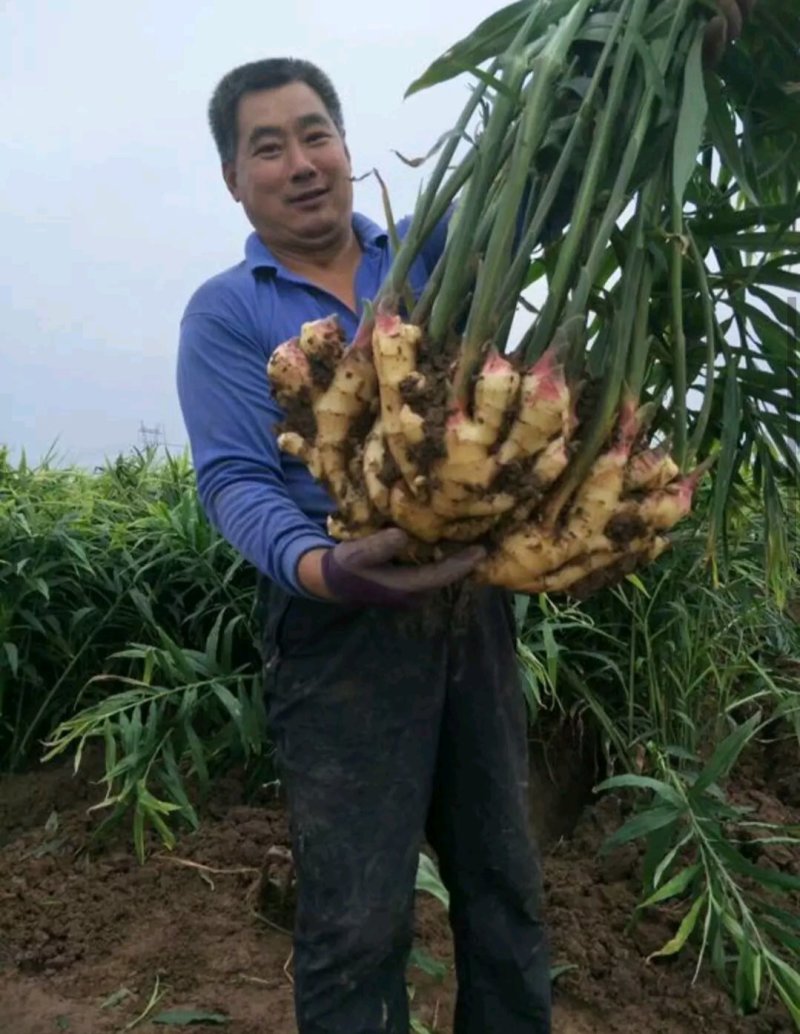 生姜批发✔产地直供✔品种齐全✔货源充足✔全国发货