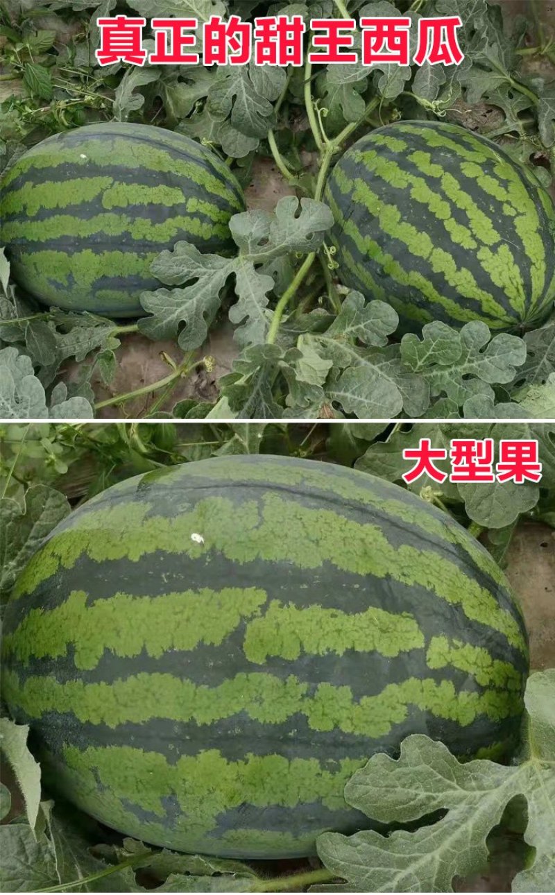 世嘉纯品甜王西瓜种子大果短椭圆形大红瓤甜脆爽口皮薄抗裂