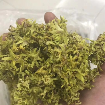 石斛花