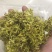 石斛花