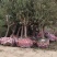 红叶碧桃、红叶桃生产零售批发基地