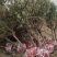 红叶碧桃、红叶桃生产零售批发基地