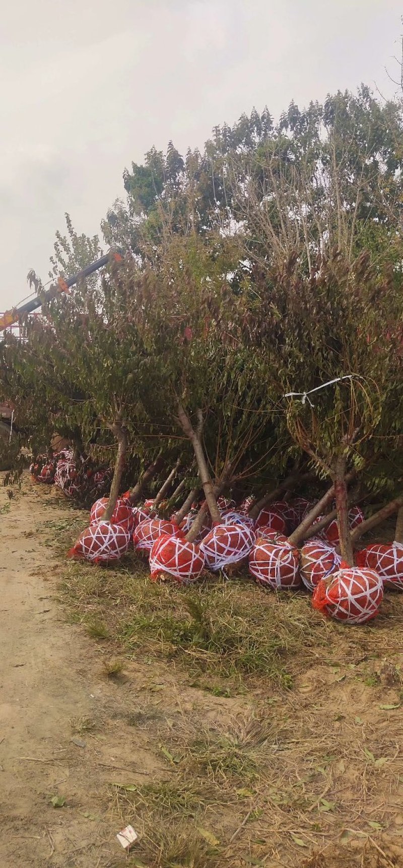 红叶碧桃、红叶桃生产零售批发基地