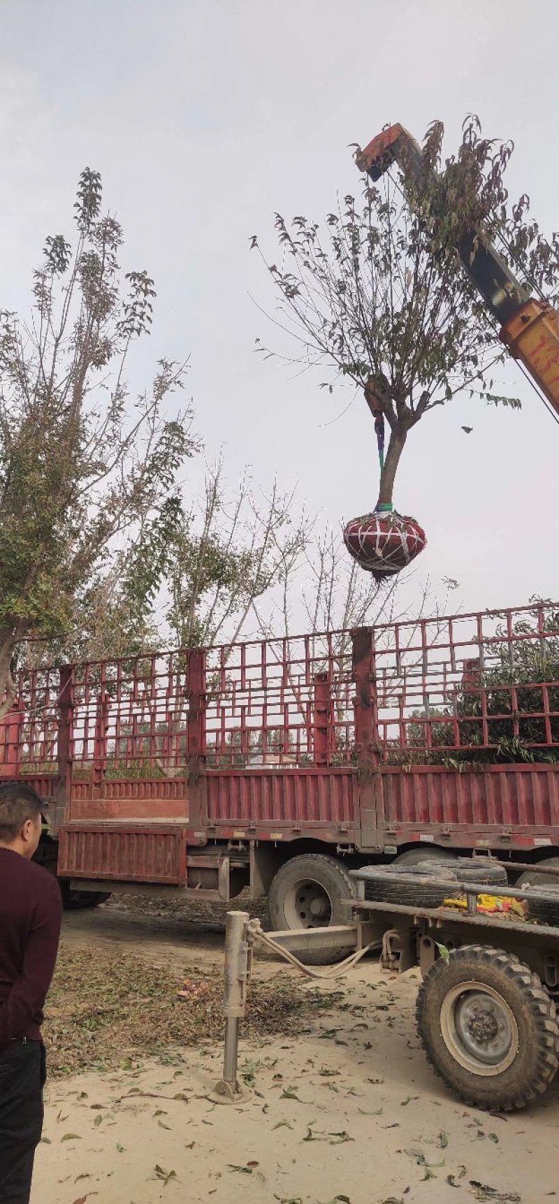 红叶碧桃、红叶桃生产零售批发基地