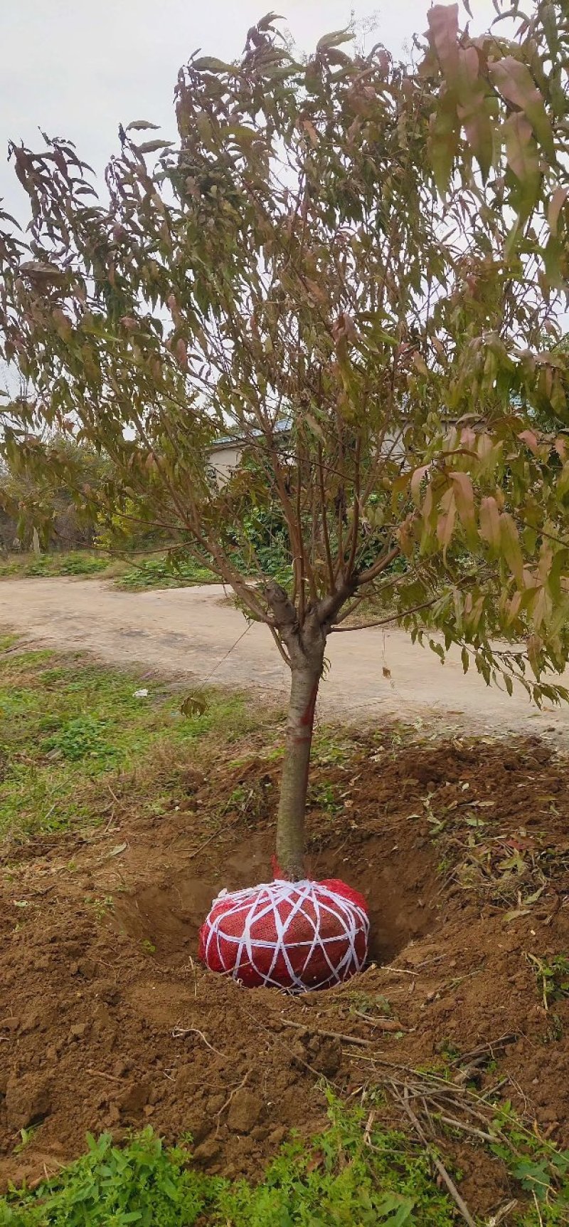 红叶碧桃、红叶桃生产零售批发基地