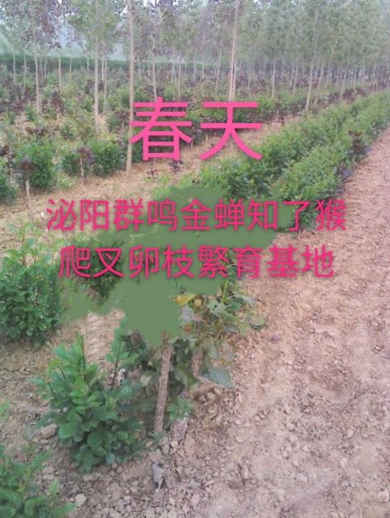 泌阳金蝉繁育专业合作社.群鸣金蝉卵枝种苗种子.
