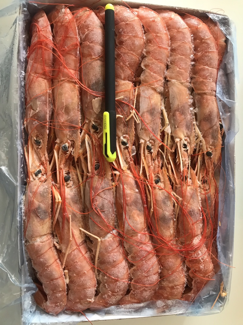 阿根廷红虾L1