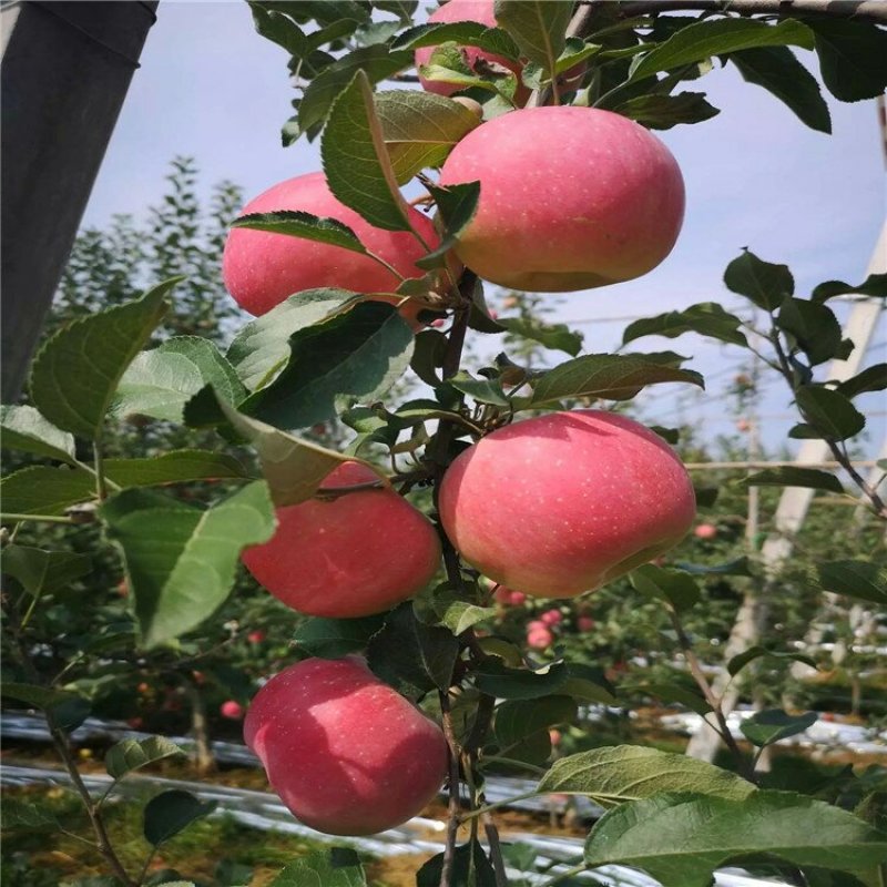 冰糖心苹果苗质量好价格低包纯度死苗补发品种多