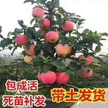矮化红富士苹果苗【热荐】保证品种基地直发