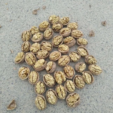 新疆维吾尔自治区的和田地区皮山县巴什兰干乡的核桃