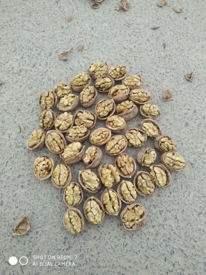 新疆维吾尔自治区的和田地区皮山县巴什兰干乡的核桃
