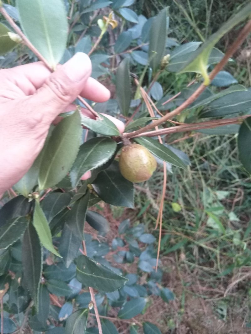 油茶苗20～100嫁接苗～红花油茶油量大