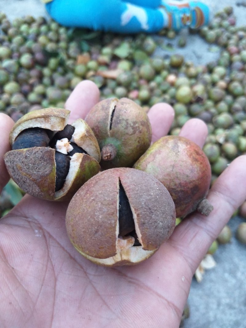 油茶苗20～100嫁接苗～红花油茶油量大