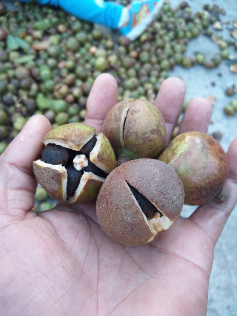 油茶苗20～100嫁接苗～红花油茶油量大