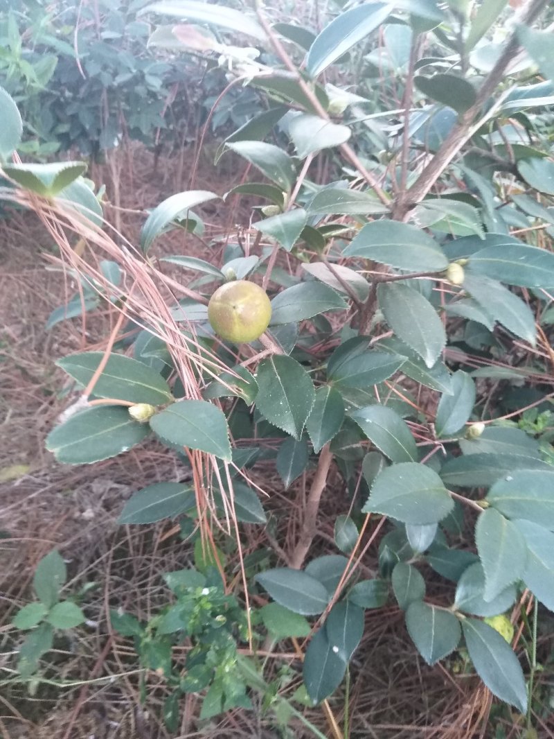 油茶苗20～100嫁接苗～红花油茶油量大