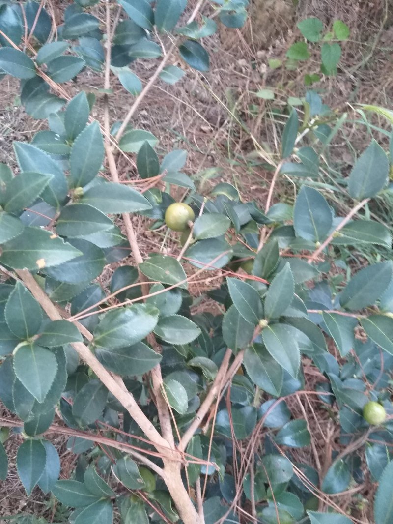 油茶苗20～100嫁接苗～红花油茶油量大