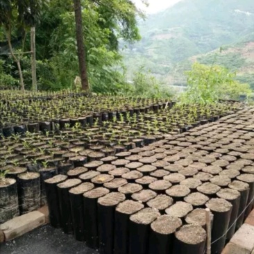 魔芋天麻种植袋加厚PE营养袋种植袋源头工厂一手货源