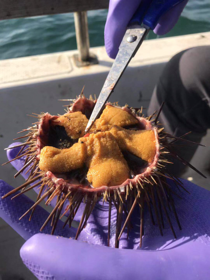 黄肉海胆活海胆小平岛海胆