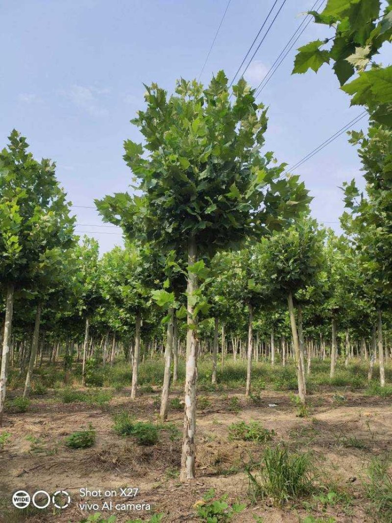 白蜡树10公分速生白蜡价格13公分速生法桐价格