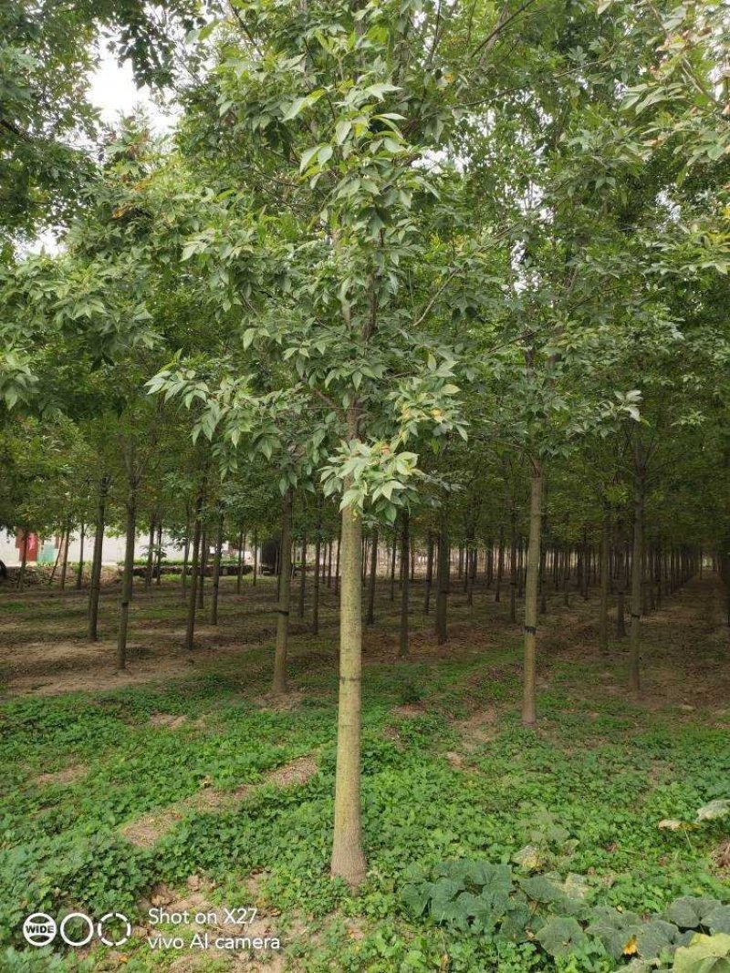 白蜡树10公分速生白蜡价格13公分速生法桐价格