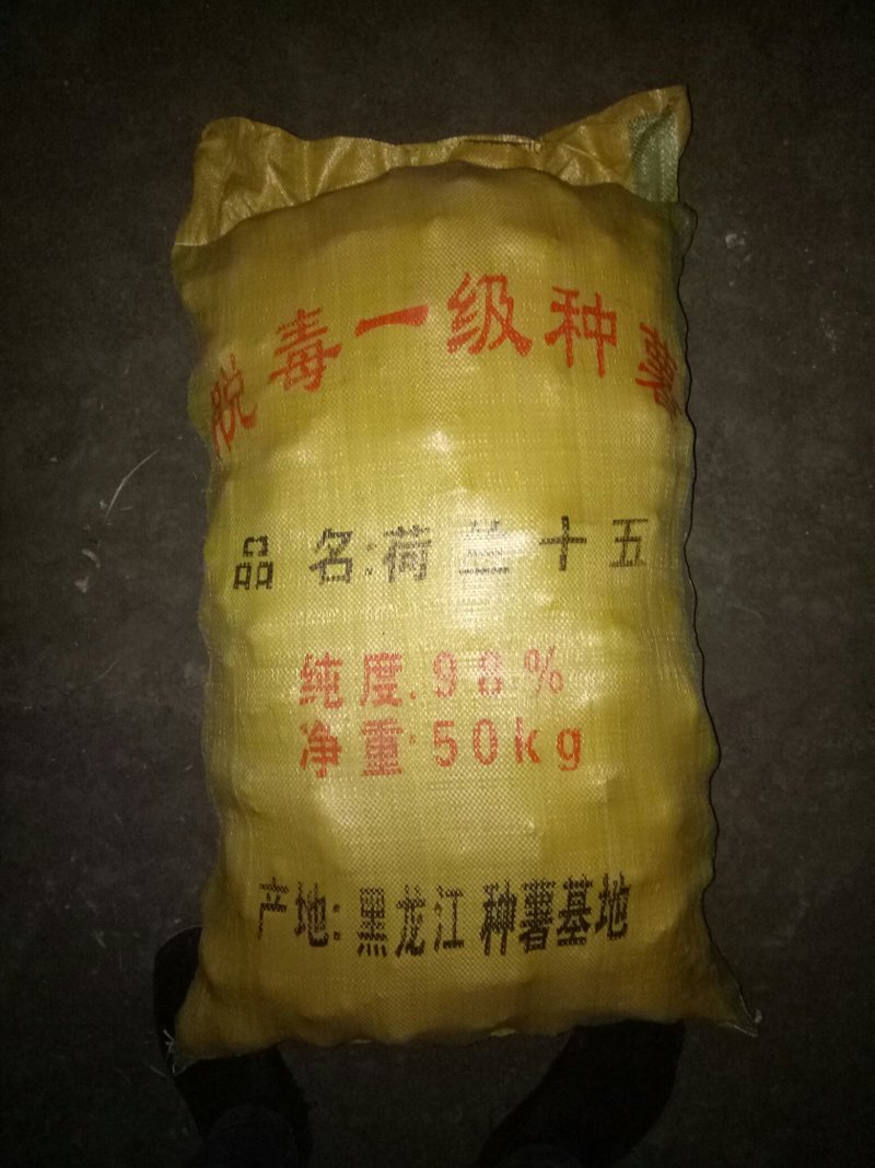 【优质】黑龙江土豆种子，荷兰十五土豆种子，黄心土豆种子，