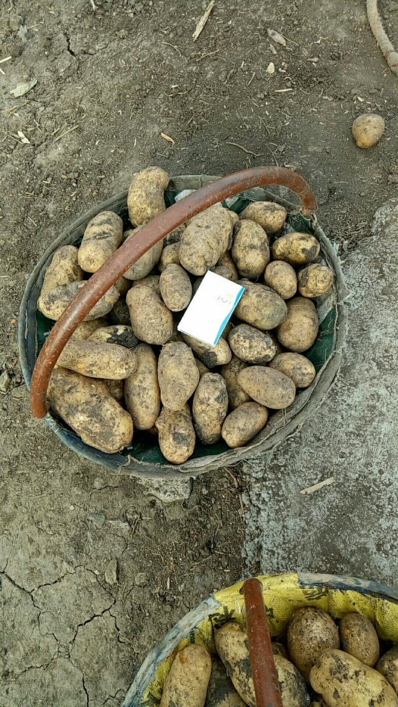 【优质】黑龙江土豆种子，荷兰十五土豆种子，黄心土豆种子，
