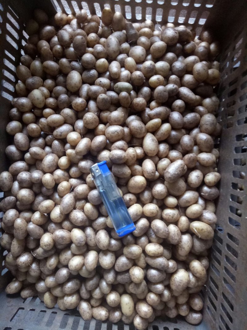 【优质】黑龙江土豆种子，荷兰十五土豆种子，黄心土豆种子，