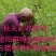 泌阳金蝉繁育专业合作社.群鸣金蝉卵枝种苗种子.