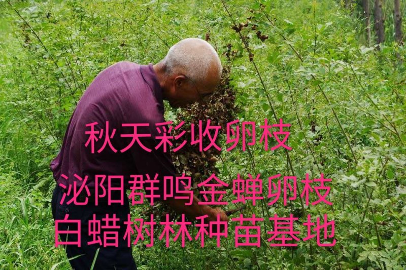 泌阳金蝉繁育专业合作社.群鸣金蝉卵枝种苗种子.