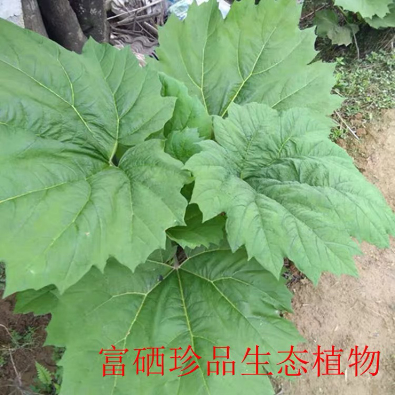 中药材药用掌叶大黄苗马蹄大黄将军黄良火参肤如蜀牛舌苗