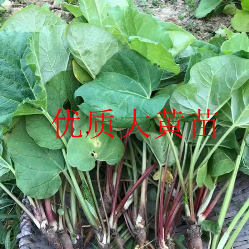 中药材药用掌叶大黄苗马蹄大黄将军黄良火参肤如蜀牛舌苗