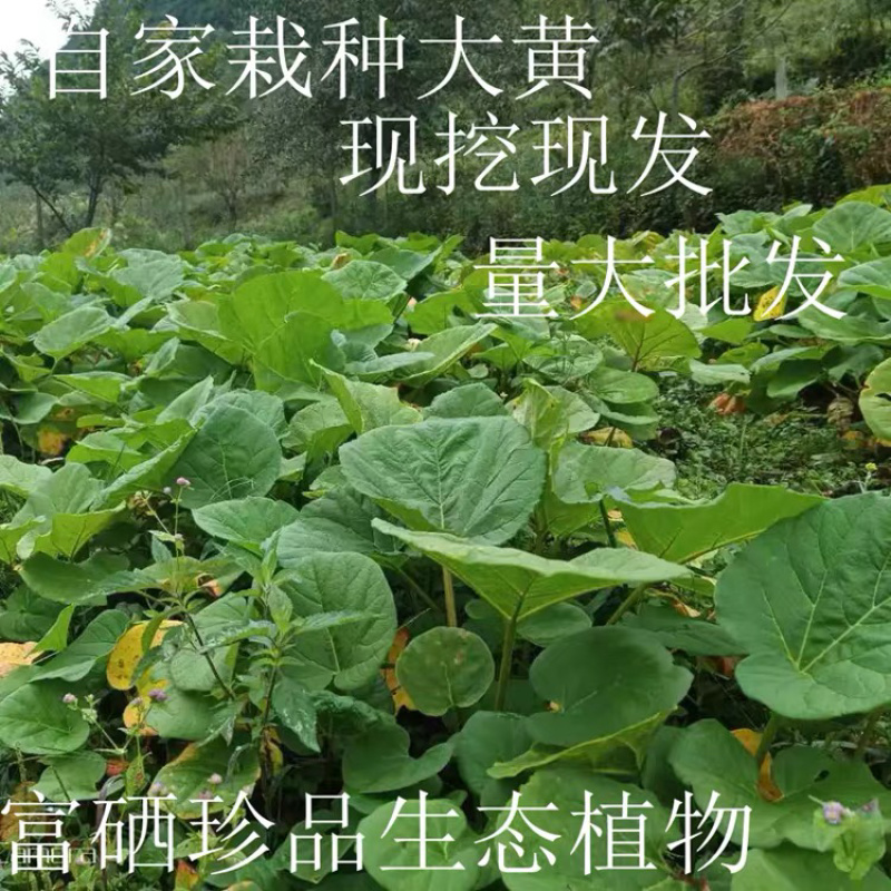 中药材药用掌叶大黄苗马蹄大黄将军黄良火参肤如蜀牛舌苗