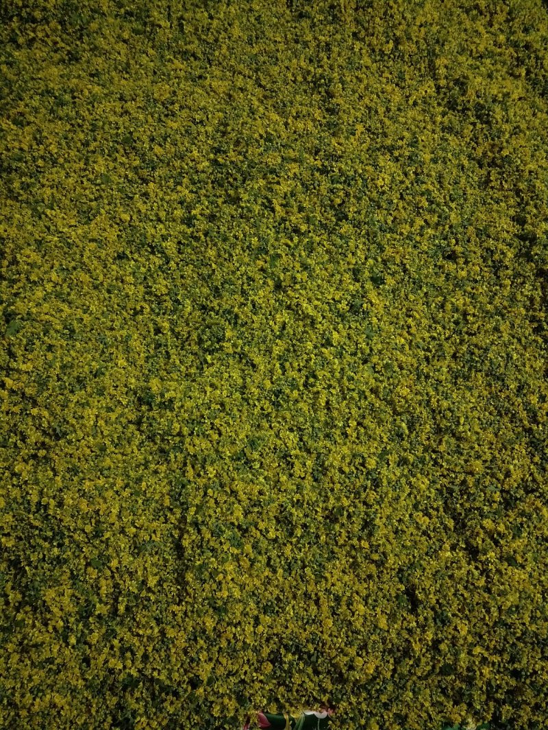 纯野生野菊花，品质保证，大量有货，欢迎大家来电咨询