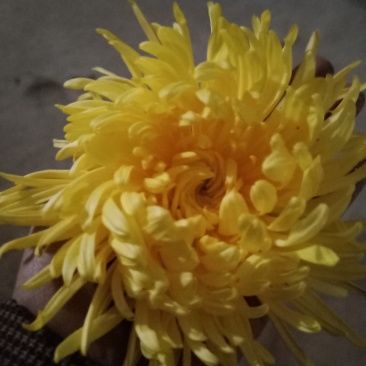 特级优质金丝菊，婺源菊，大板菊，等各种菊花！