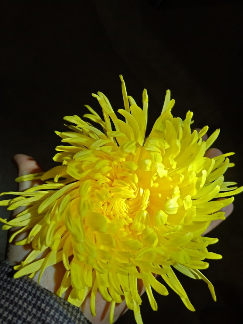 特级优质金丝菊，婺源菊，大板菊，等各种菊花！