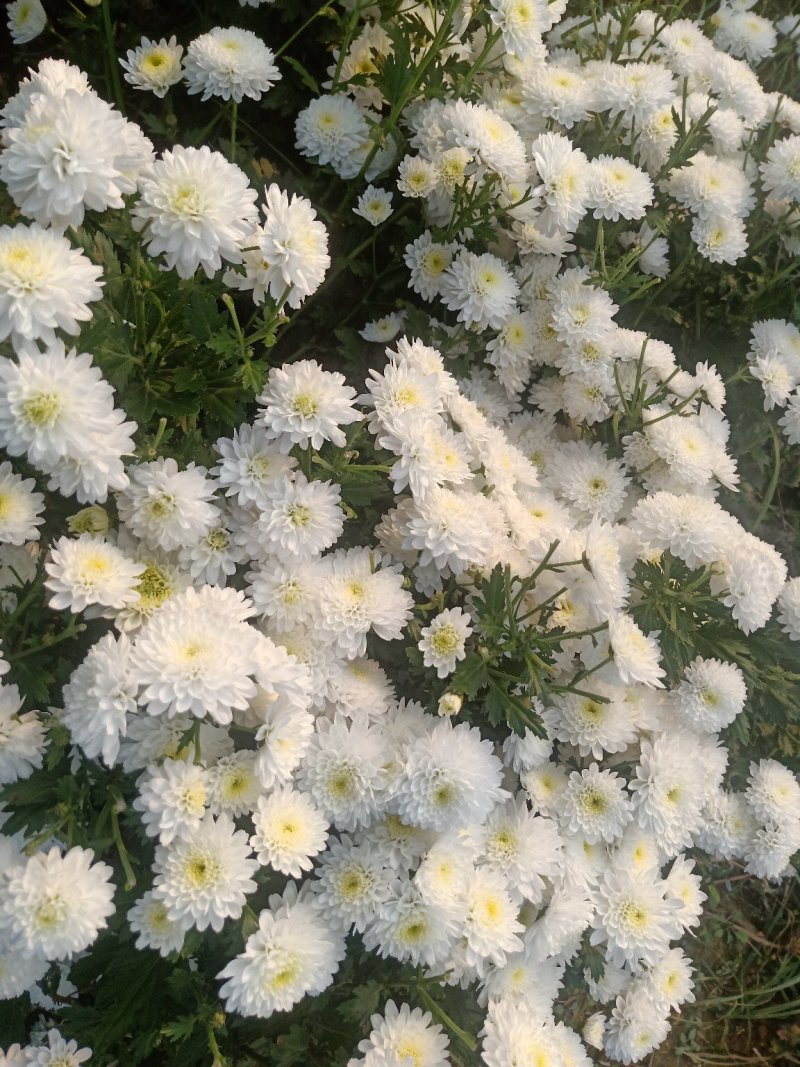 特级优质金丝菊，婺源菊，大板菊，等各种菊花！