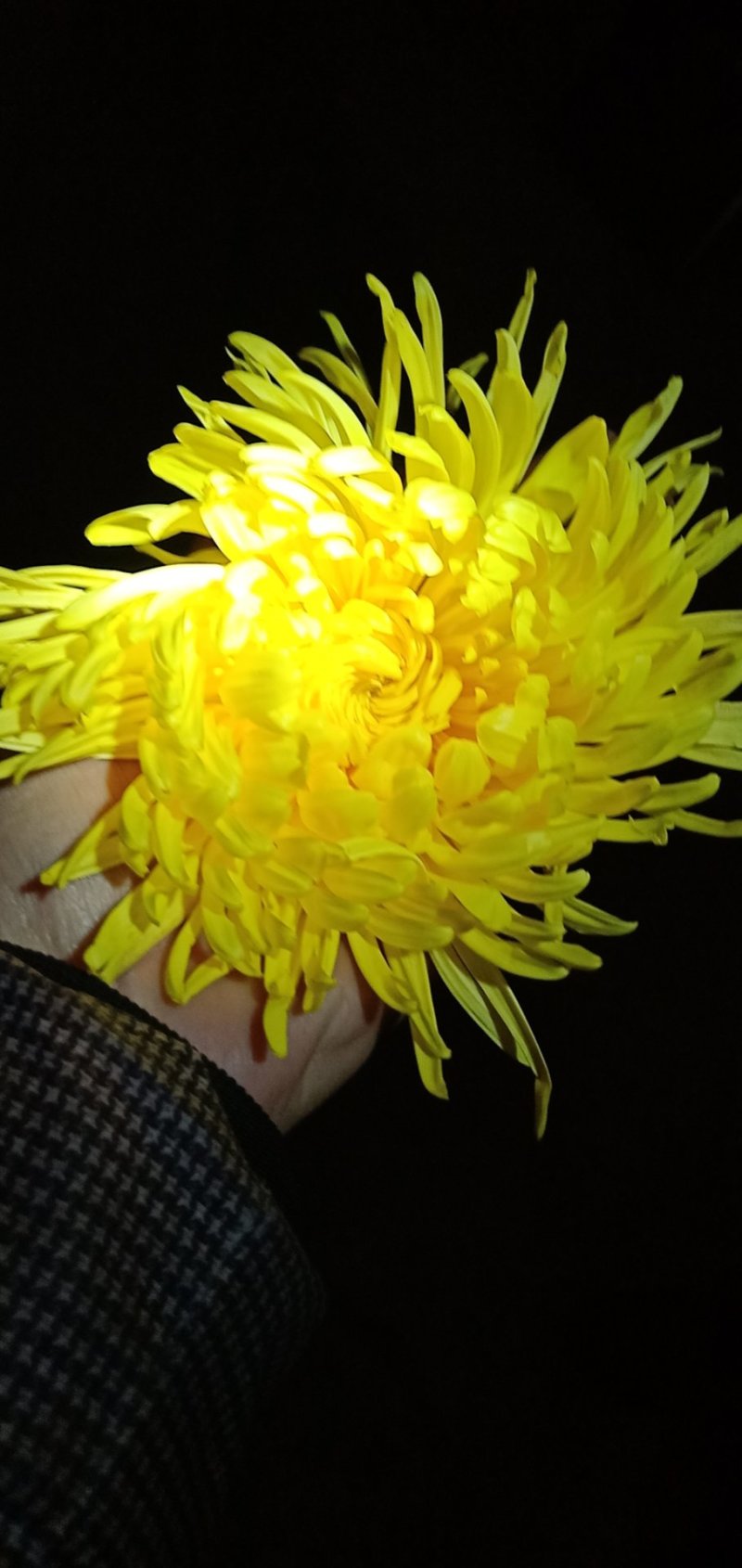 特级优质金丝菊，婺源菊，大板菊，等各种菊花！