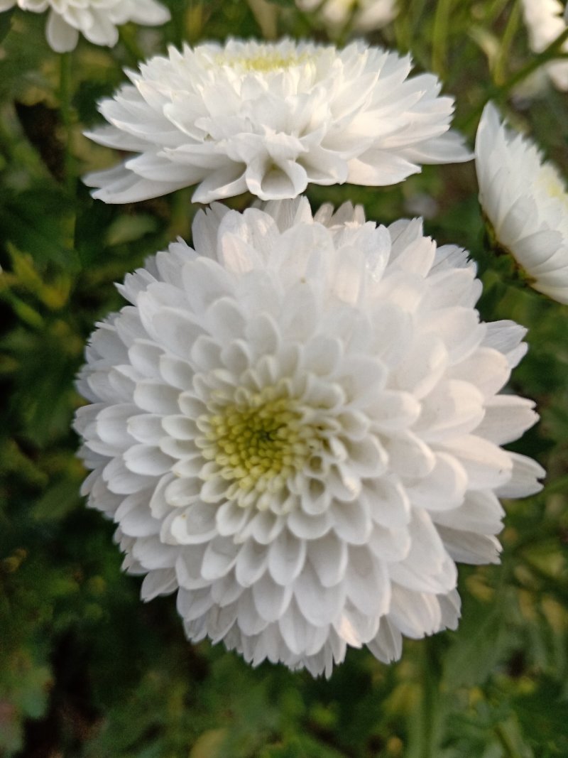 特级优质金丝菊，婺源菊，大板菊，等各种菊花！