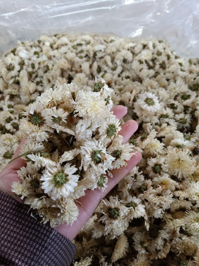 特级优质金丝菊，婺源菊，大板菊，等各种菊花！