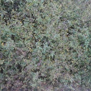 鬼针草