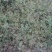 鬼针草